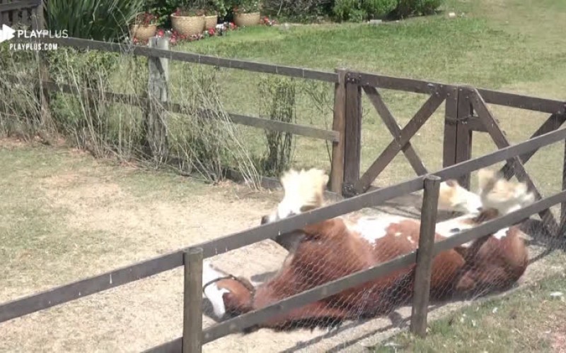 Cavalo Lyon rola na terra e Diego Grossi acha graça: 