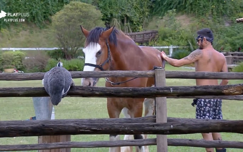 Diego Grossi cuida do cavalo Lyon