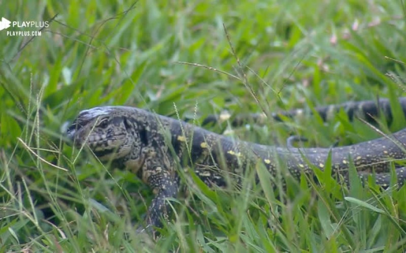 Diego Grossi se surpreende com visita de lagarto no jardim