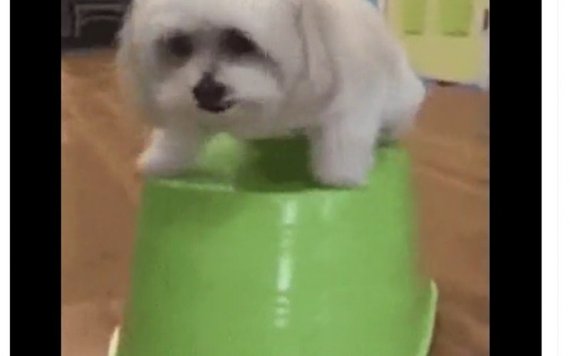 Veja os memes da primeira Prova do Líder do BBB 23