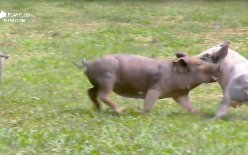 Guilherme Leão limpa chiqueiro, enquanto porquinhos brincam