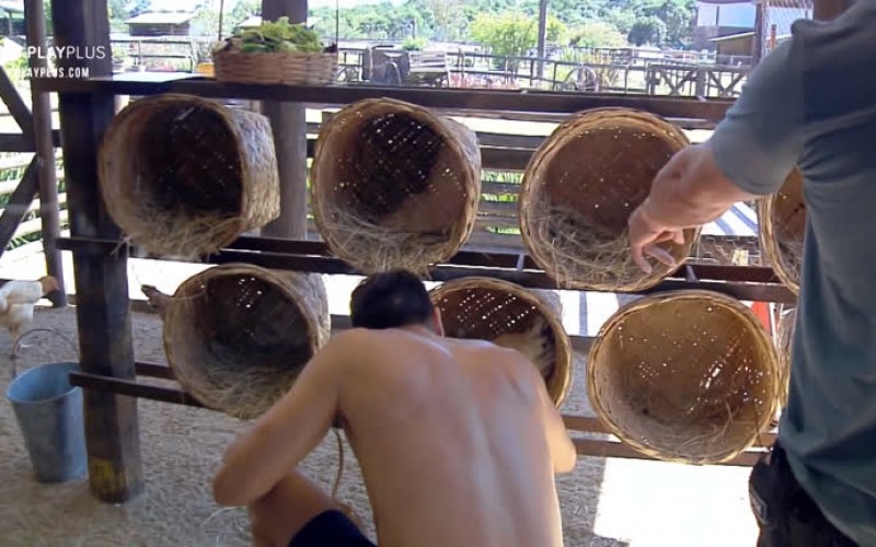 Guilherme Leão recolhe ovos das galinhas: 