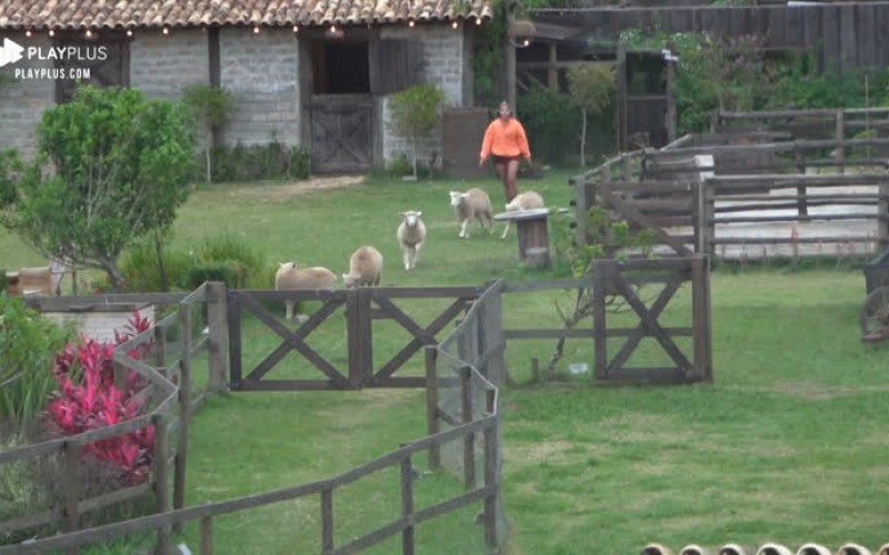 Hari Almeida acorda cedo para cuidar das ovelhas da sede