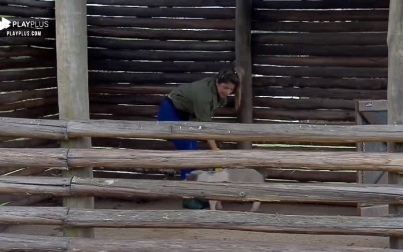 Hari Almeida passa perrengue com porquinho teimoso: 