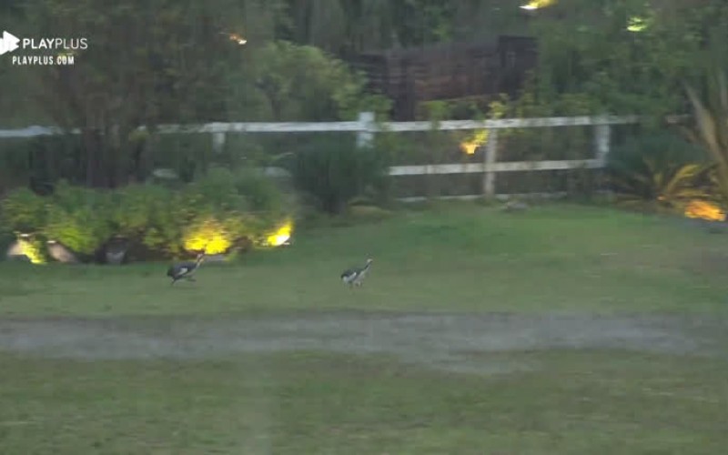 Hari e Lucas se divertem com pega-pega frenético entre aves na chuva