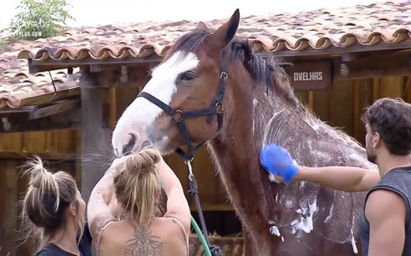 Lucas dá banho refrescante de mangueira no cavalo Lyon