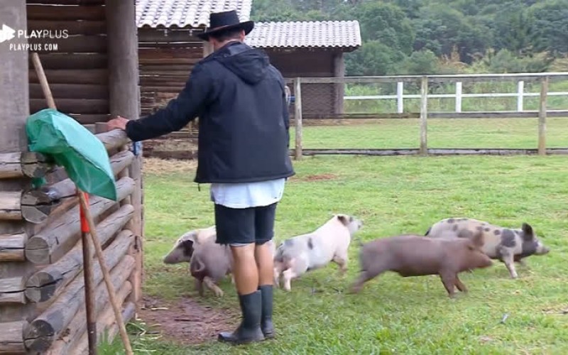 Lucas Viana acorda cedo e enfrenta chuva para cuidar dos porcos