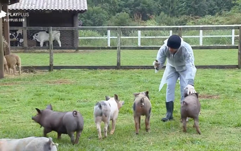 Lucas Viana limpa chiqueiro e tem dificuldade com os porcos