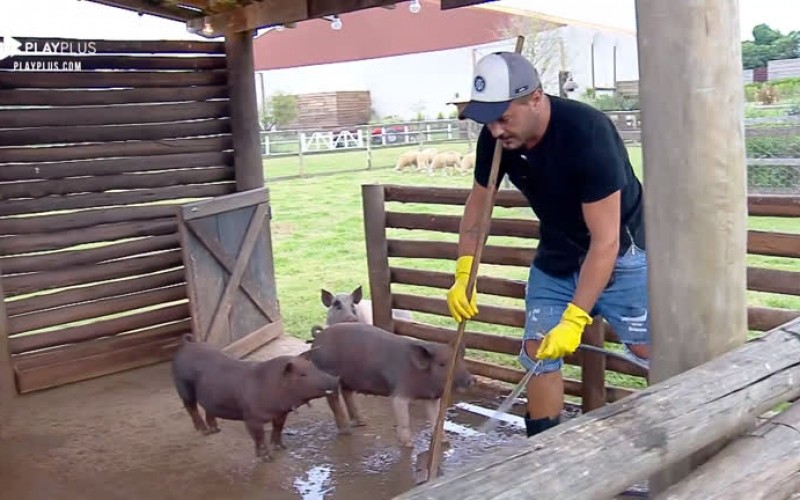 Phavanello se diverte ao limpar chiqueiro e dar banho nos porcos