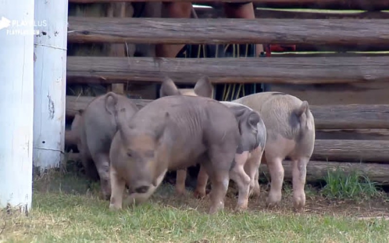 Porcos fazem barulho e Guilherme brinca: 