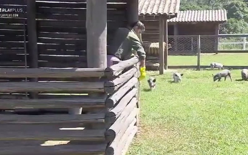 Porquinhos se divertem no sol, enquanto Hari limpa chiqueiro