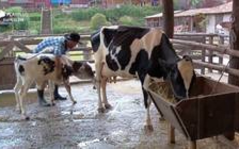 Relembre 3 momentos fofos de Rodrigo Phavanello com os animais