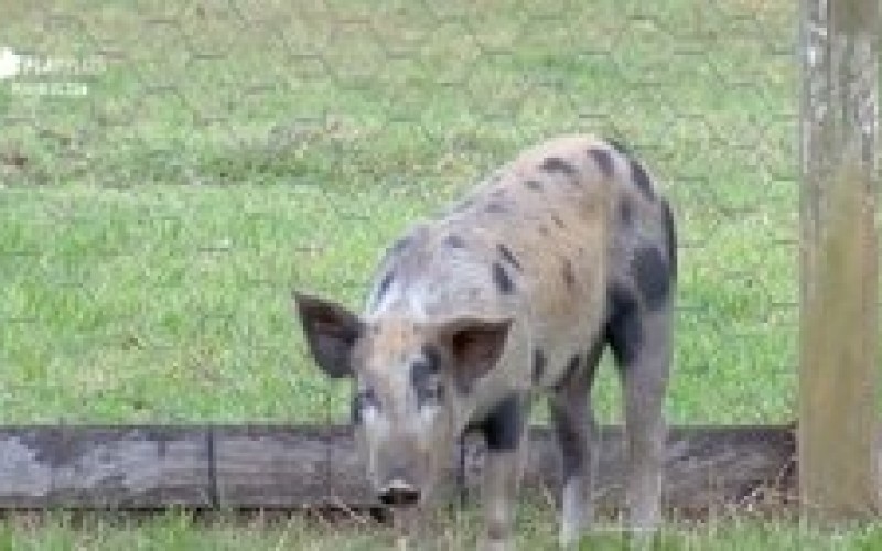 Relembre 6 perrengues que os peões passaram no chiqueiro