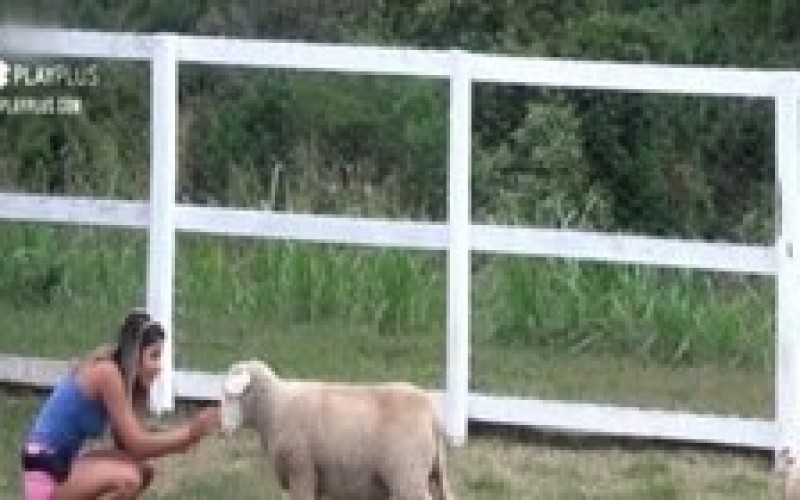 Relembre os melhores momentos de Hari com as ovelhas