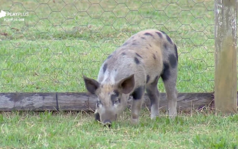 Rodrigo Phavanello diz que porcos comeram até a cerca do chiqueiro