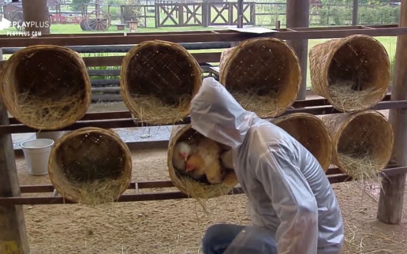 Rodrigo Phavanello enfrenta chuva para coletar ovos das galinhas