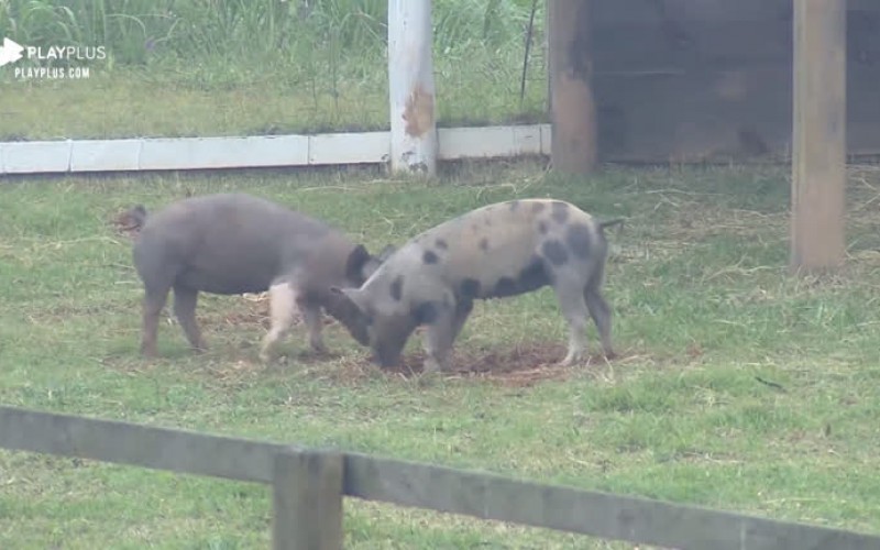 Rodrigo Phavanello limpa chiqueiro, enquanto os porcos se divertem