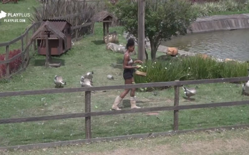 Sabrina Paiva cuida dos gansos em tarefa matinal na sede