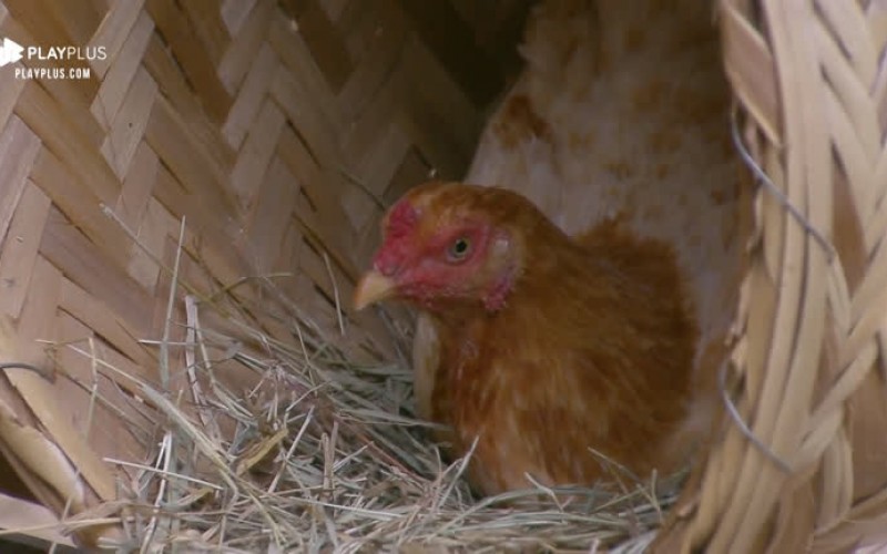 Tati Dias tenta tirar galinhas do ninho, mas fica com medo