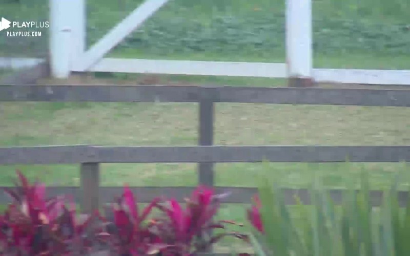 Thayse acorda para cuidar dos animais