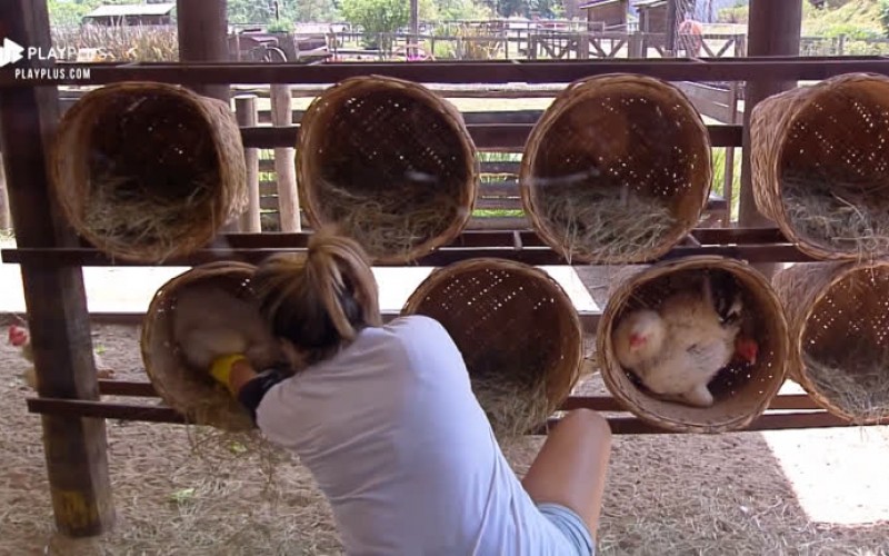 Thayse Teixeira finaliza tarefa de coletar ovos das galinhas