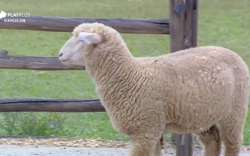 Thayse Teixeira se empolga ao cuidar das ovelhas: 