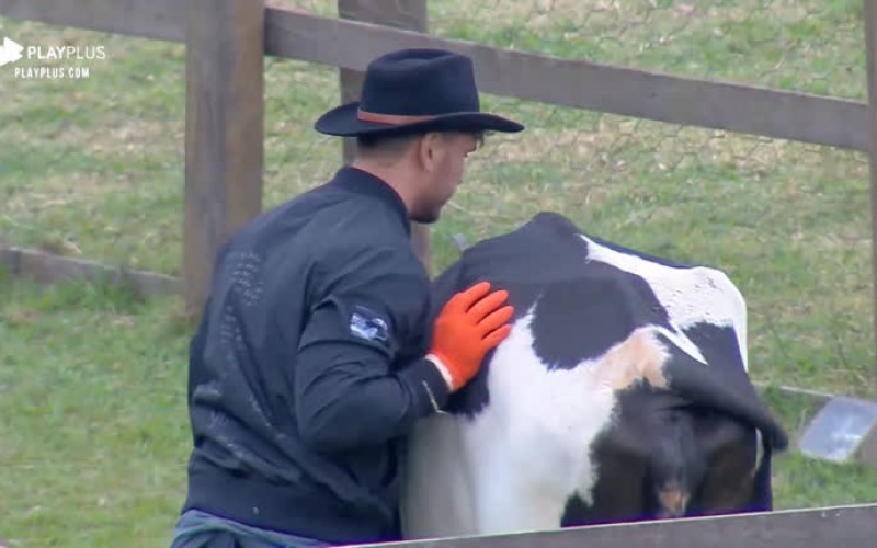 Vaca empaca e Lucas se esforça para tentar conduzir animal