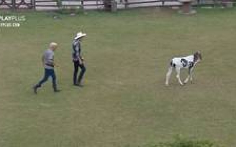 Veja 3 momentos em que os peões enfrentaram apuros com o bezerro