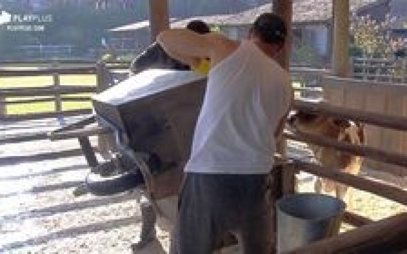 Veja 5 momentos em que os peões ajudaram uns aos outros nas tarefas