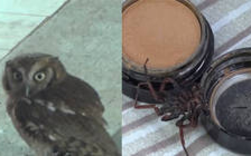 Veja os animais que fizeram uma visita especial aos peões