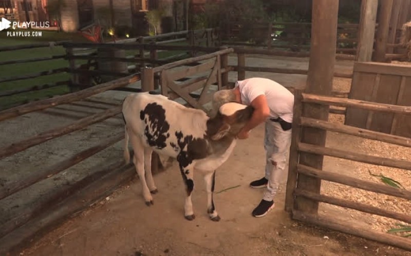 Viny se despede de bezerro Chiquinho: ‘Prazer te conhecer’