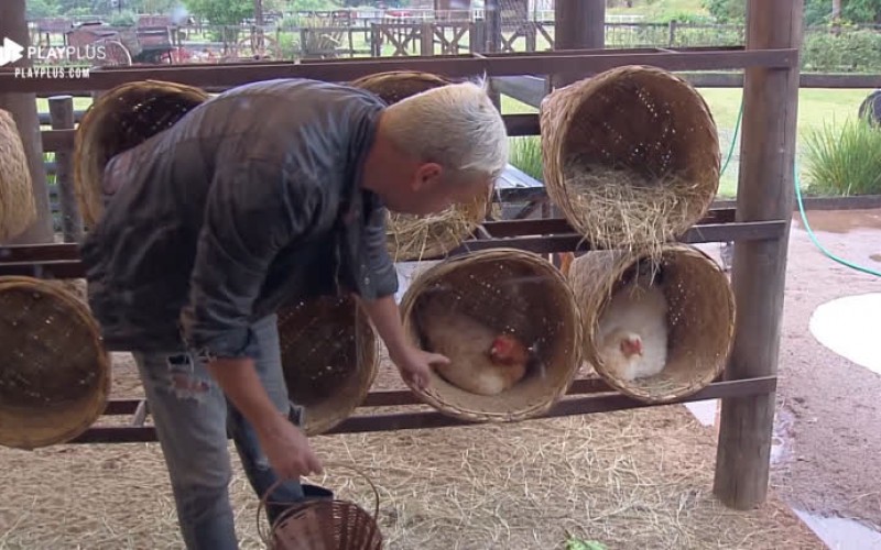 Viny toma bicadas ao tentar pegar ovos