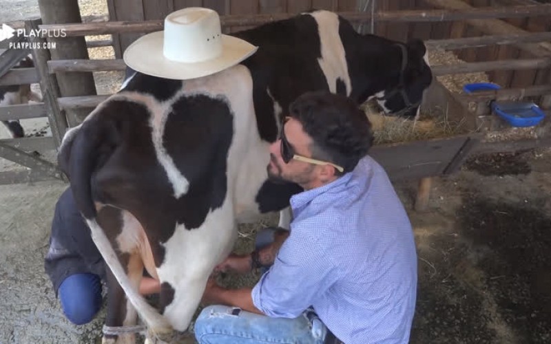 Viny Vieira ajuda Diego Grossi a tirar leite da vaca no curral
