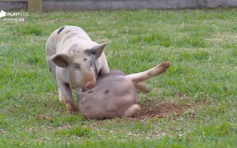 Viny Vieira cuida dos porcos e brinca: 