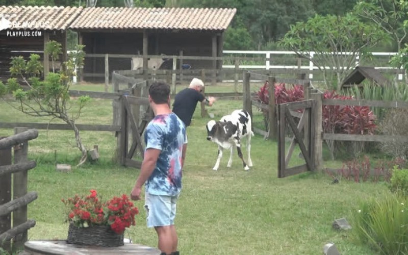 Viny Vieira protagoniza cena hilária brincando com bezerro