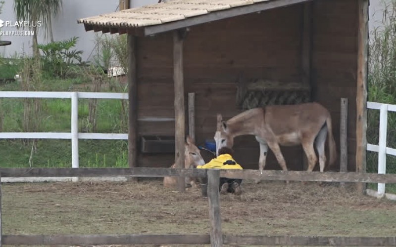 Lidi faz carinho em jumentos - A Fazenda 12