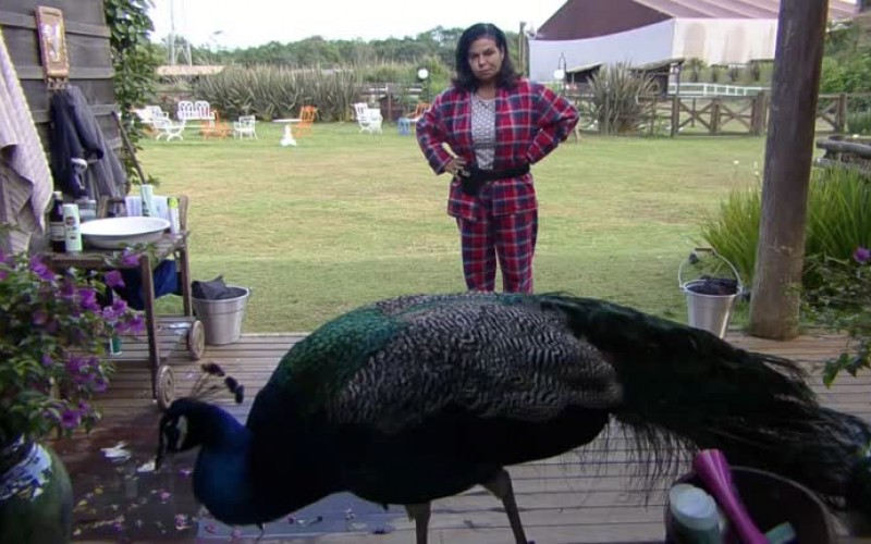 Solange conversa com o pavão - A Fazenda 13