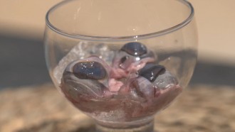 Olho de cabra? Insetos? Assista algumas comidas exóticas do penúltimo episódio de 'No Limite'