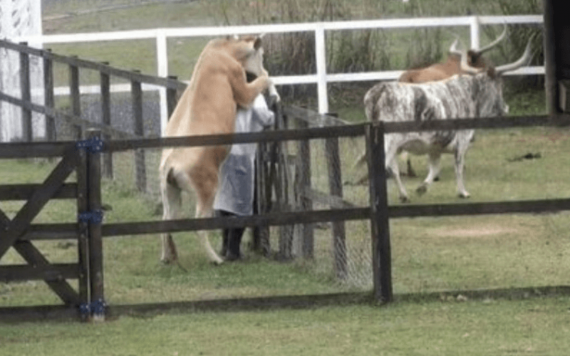 A Fazenda 13: Nego do Borel leva