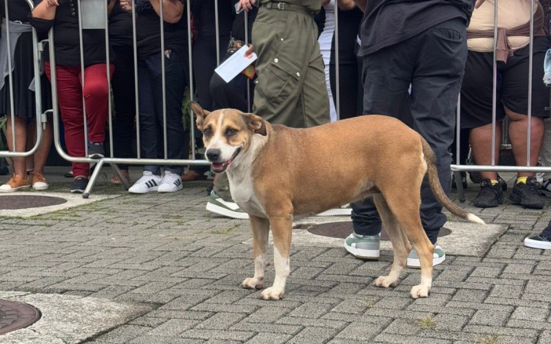 Além da Caramelo que