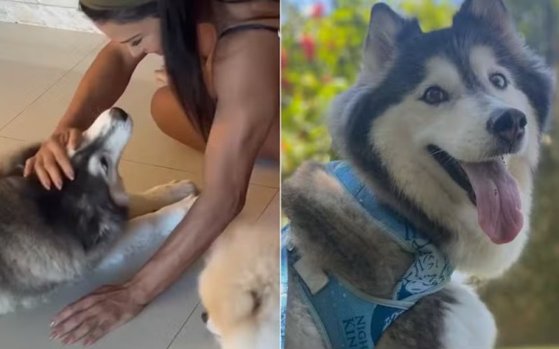Cachorrinha de Gracyanne Barbosa está desaparecida e equipe da musa fitness pede ajuda para encontrá-la