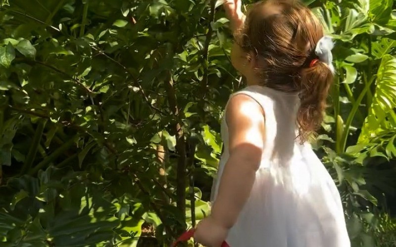 Lua, filha de Viih Tube e Eliezer colhe frutas no quintal: