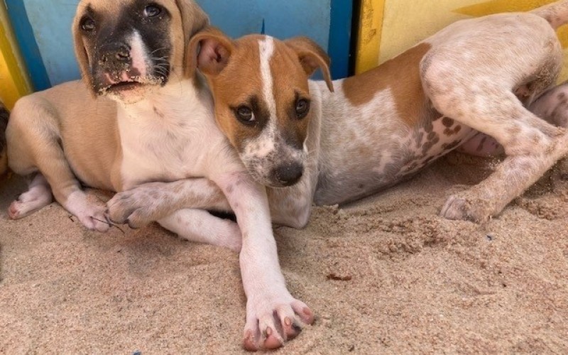 Veja fotos dos cachorrinhos resgatados pela produção de