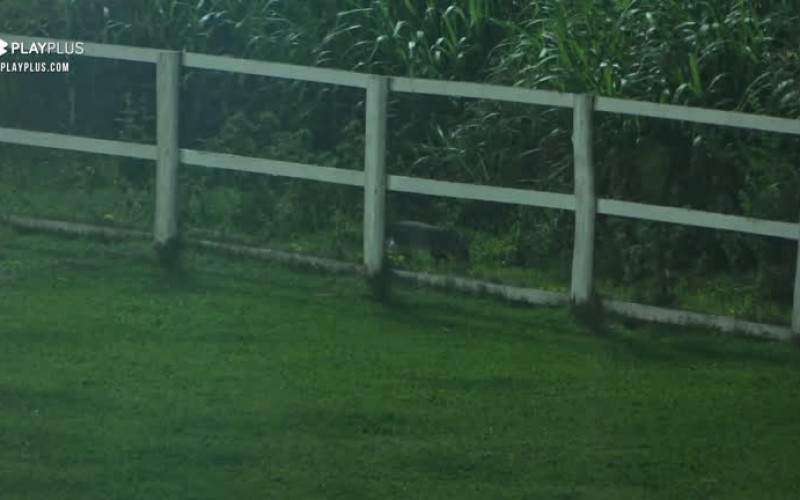 Biel, Jojo e Lipe observam animais selvagens na área externa - A Fazenda 12