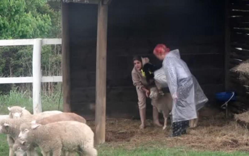 "Elas são muito fofas", comenta Valentina sobre as ovelhas - A Fazenda 13