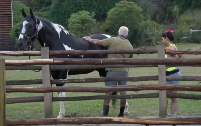 "Ele é tão bonito", comenta Tiago enquanto escova o Colorado - A Fazenda 13