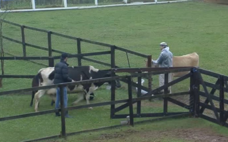 Gui Araujo e Rico se dividem para cuidar da vaca de ordenha – A Fazenda 13