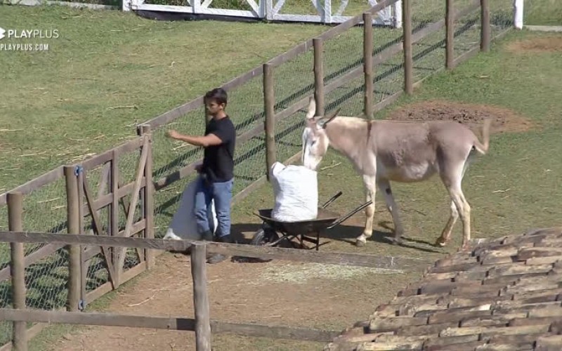 Jumenta dificulta trabalho de Mariano - A Fazenda 12