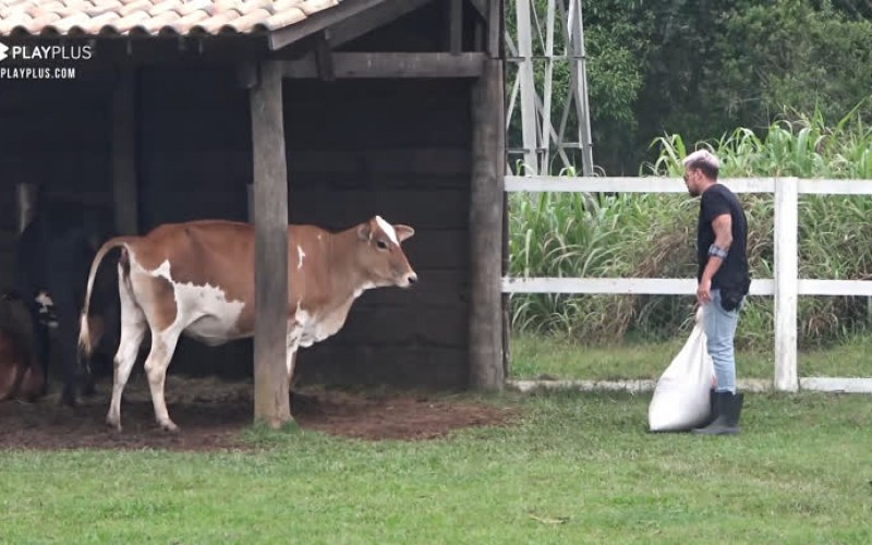 Lipe demonstra receio de animal na sede - A Fazenda 12