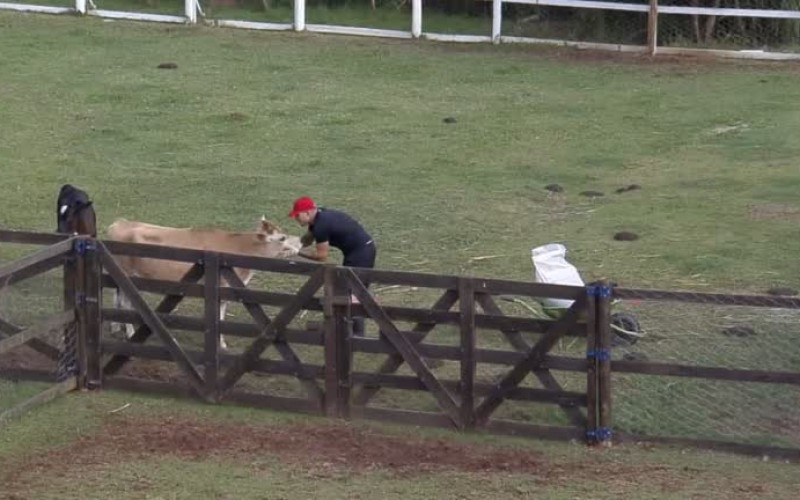 MC Gui faz carinho na Teimosinha: “Eu estava com saudade” - A Fazenda 13